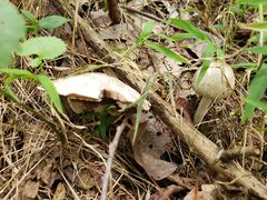 Agaricus pocillator