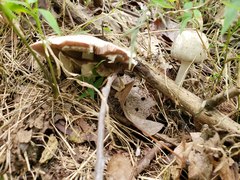 Agaricus pocillator