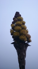 Agave gentryi