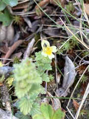 Euphrasia nankotaizanensis