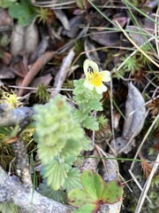Euphrasia nankotaizanensis