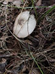 Agaricus pocillator