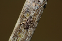 Eudiagogini