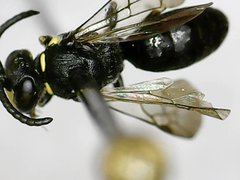 Hylaeus modestus