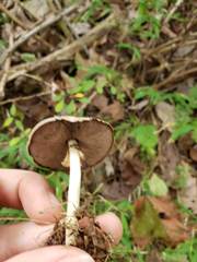 Agaricus pocillator
