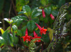 Fuchsia