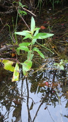 Lysimachia terrestris