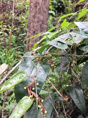 Dioscorea transversa