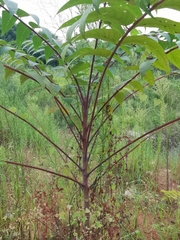 Toona sinensis