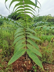 Toona sinensis