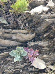 Epilobium nankotaizanense