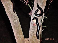 Doratogonus infragilis