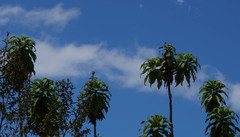 Siphocampylus giganteus