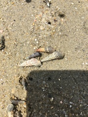 Batillaria zonalis
