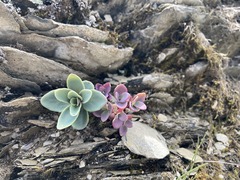 Epilobium nankotaizanense