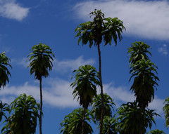 Siphocampylus giganteus