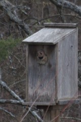 Colaptes auratus auratus