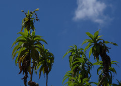 Siphocampylus giganteus