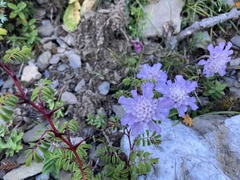 Scabiosa lacerifolia