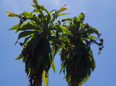 Siphocampylus giganteus