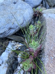 Epilobium nankotaizanense
