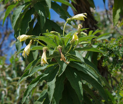 Siphocampylus giganteus