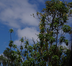Siphocampylus giganteus