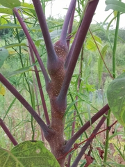 Toona sinensis