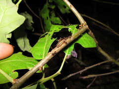 Satyrium edwardsii