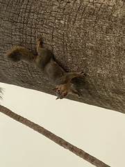 Sciurus niger