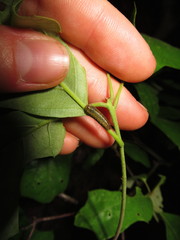 Satyrium edwardsii
