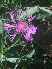 Centaurea × moncktonii