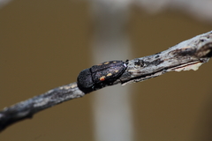 Paratyndaris coursetiae