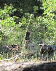 Sciurus aberti kaibabensis