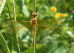 Sympetrum uniforme