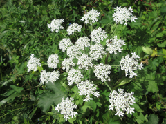 Heracleum moellendorffii