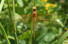 Sympetrum uniforme