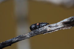 Paratyndaris coursetiae