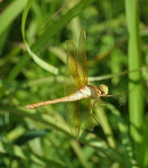 Sympetrum uniforme