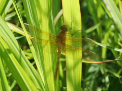 Sympetrum uniforme