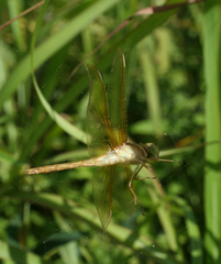Sympetrum uniforme