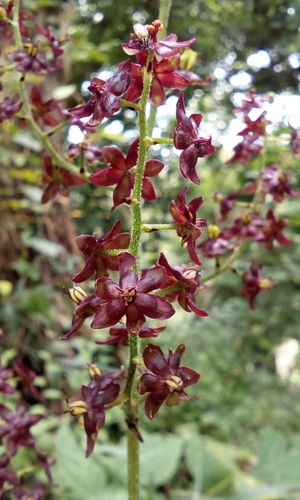 Veratrum maackii iNat (3)