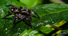Carrhotus viduus