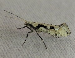 Rhigognostis interrupta