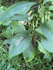 Liriomyza orilliensis