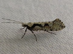 Rhigognostis interrupta