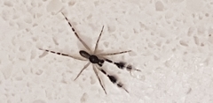 Cycloctenidae