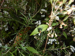 Amenia chrysame