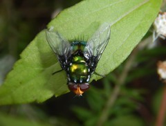 Amenia chrysame
