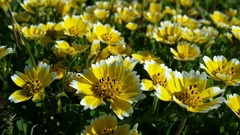 Layia chrysanthemoides